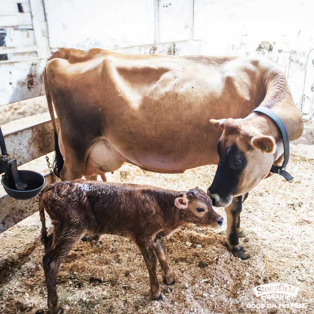 brown mom cow with new baby calve