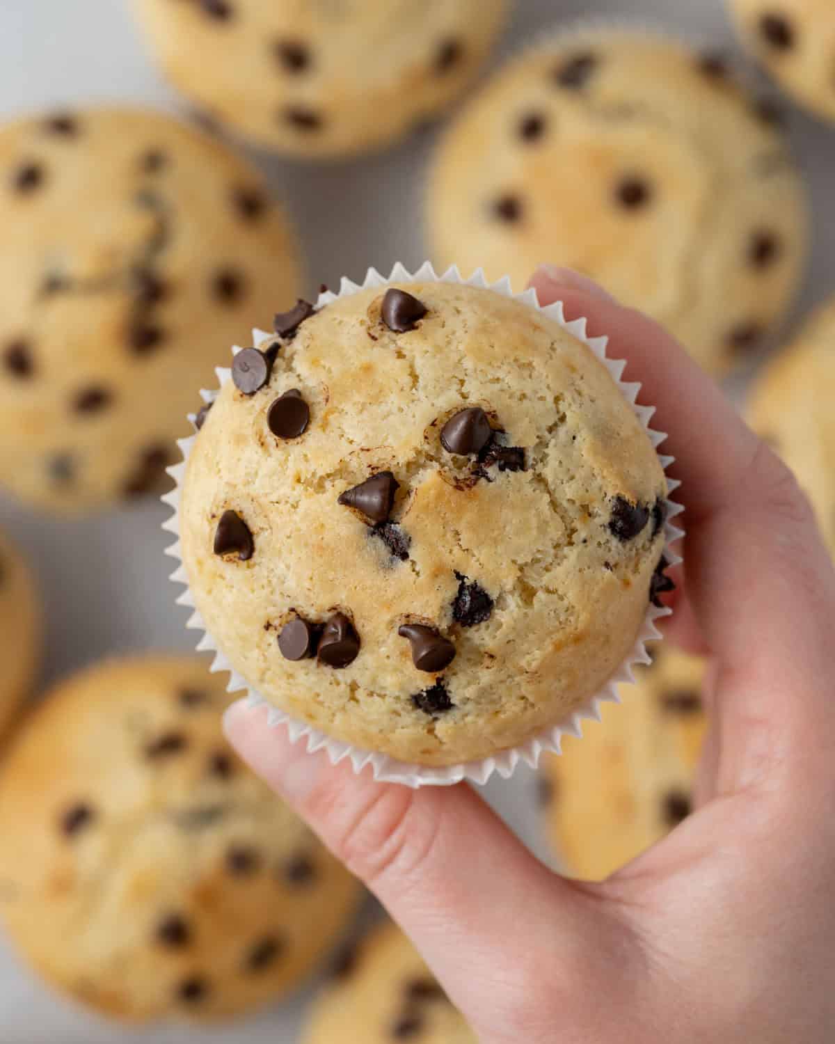 Muffin held upright showing an even crumb and plenty of mini chocolate chips inside.